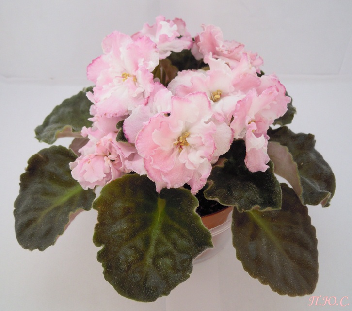 DSCN2852.JPG