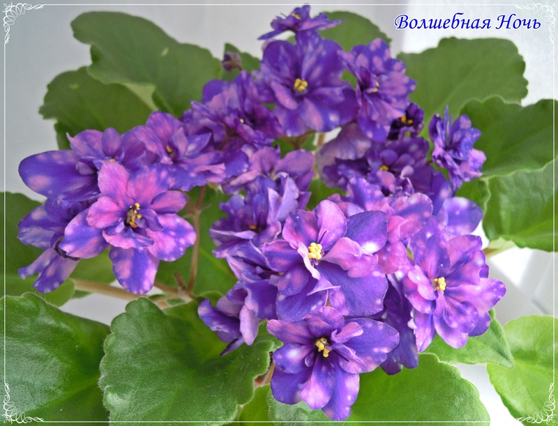 DSCN2827.JPG