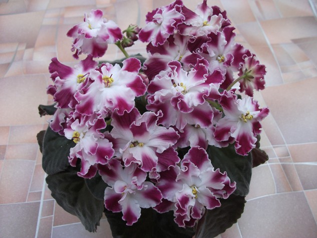 DSCF1472 (Копировать).jpg