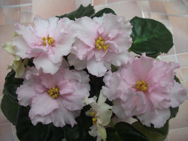 DSCF1771 (Копировать).jpg