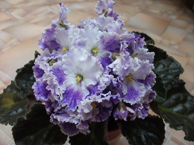 DSCF4194 (Копировать).jpg