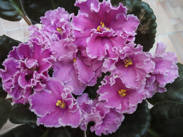 DSCF4639 (Копировать).jpg