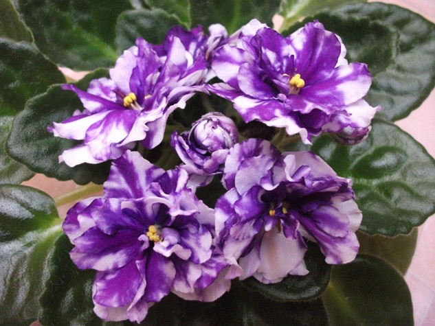 DSCF4719 (Копировать).jpg