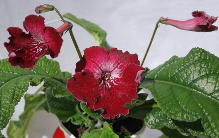 BARWA INDII