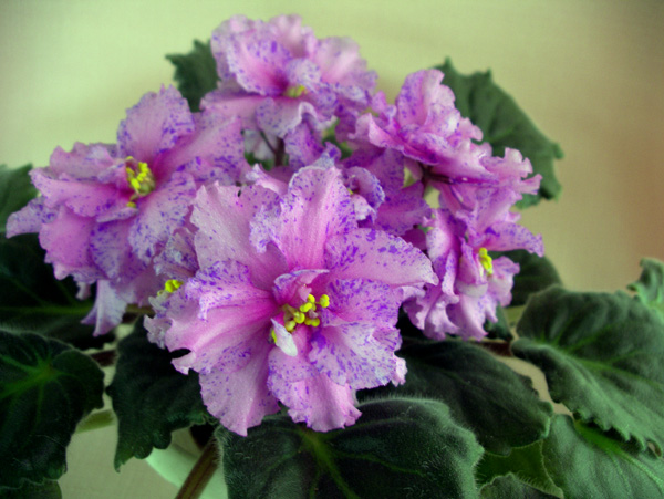ЛЕ-Перо Павлина.jpg