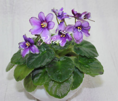 m_heliotrope_fairy