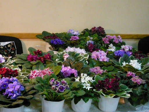 P10207751.jpg