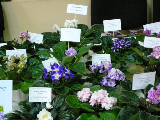P10207721.jpg