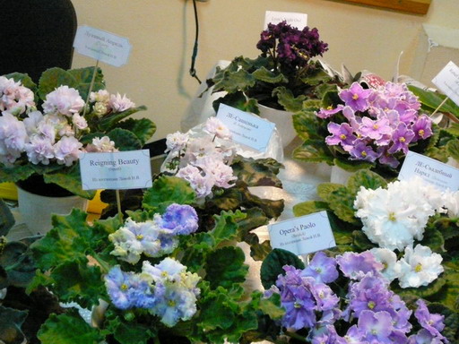 P10207771.jpg