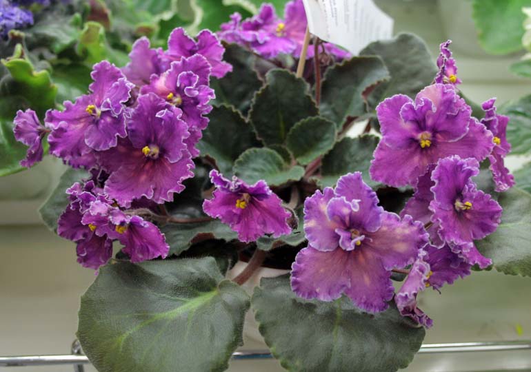 SPANISH DANCER