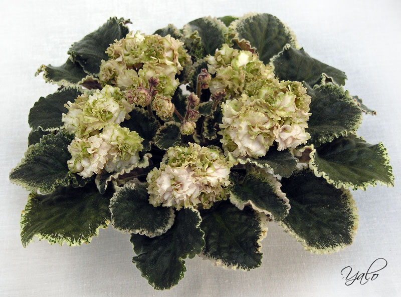 2 место – Ma's Corsage (O. Robinson), колл. О. Артёмова (Московская фиалка)