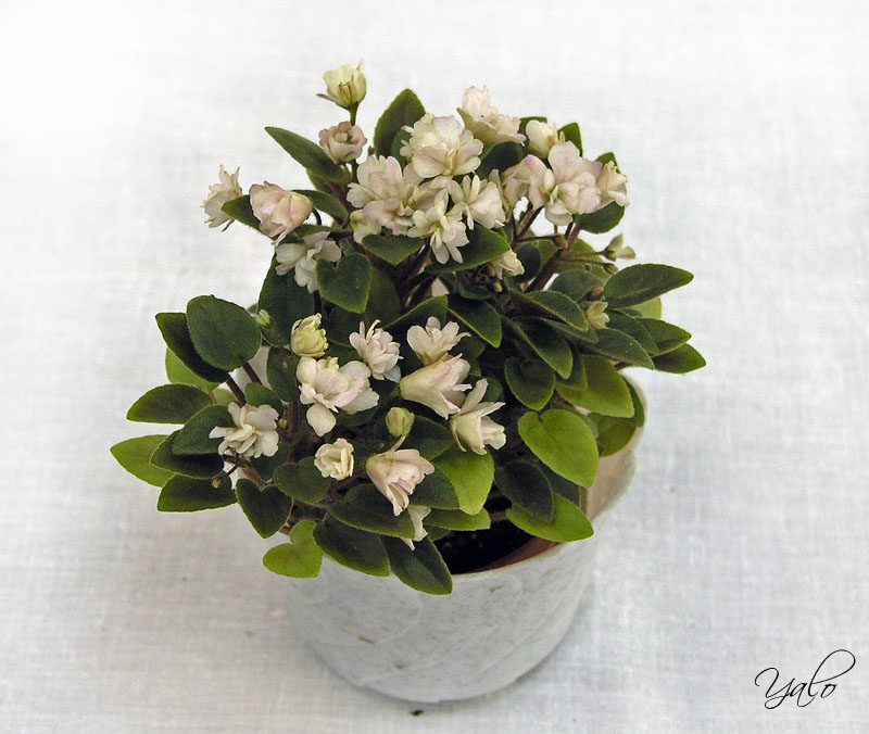 1 место – Pink Mint (S. Sorano), колл. Н. Старостенко (Московские коллекционеры)