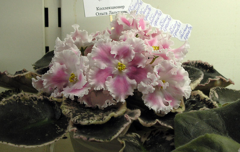РС-Эликсир Красоты