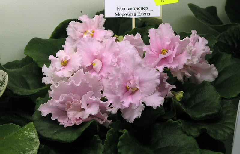 ДЕО-Королева Елизавета