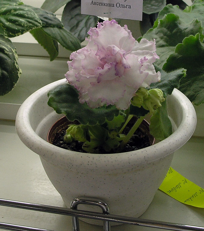 P6208277.JPG