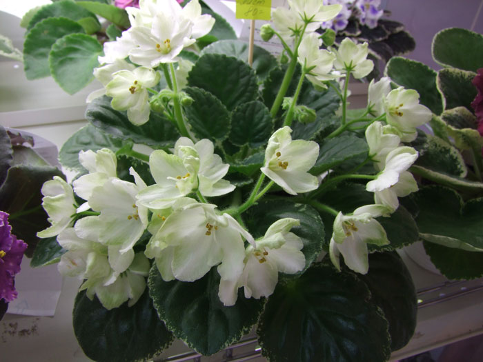 Ян-Колье-Ярославля(Хохлова).jpg