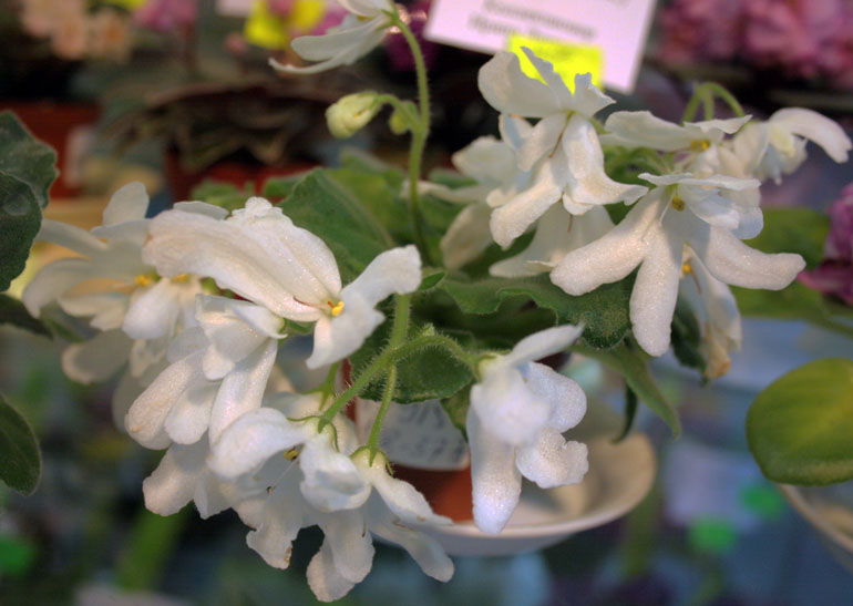 LUNAR LILY WHITE