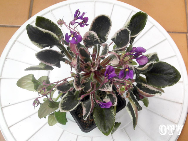 Senk's Merlot (R.Follet/D.Senk)