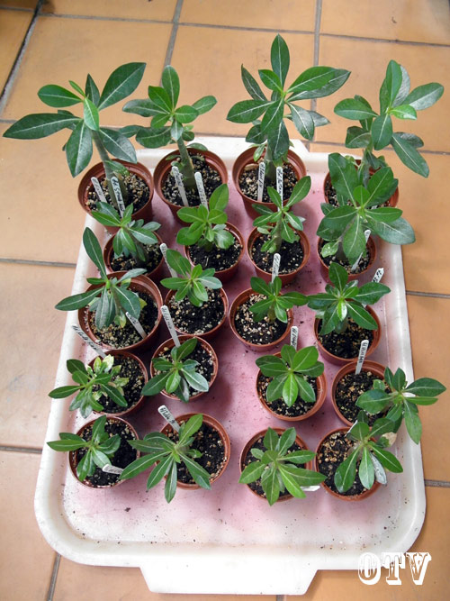 Adenium.jpg