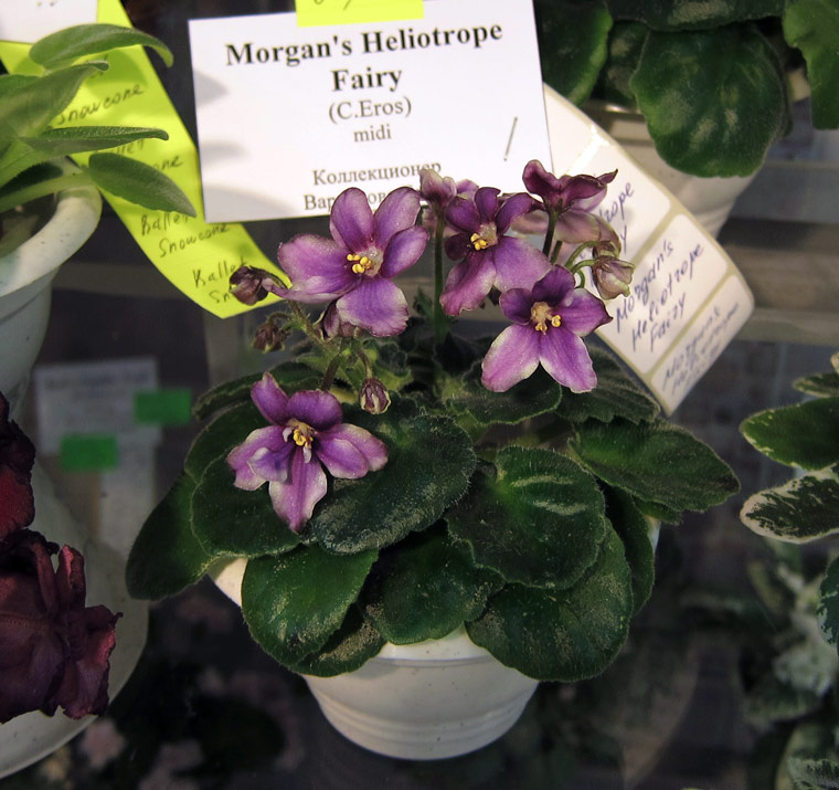 Morgan's-Heliotrope-Fairy.jpg