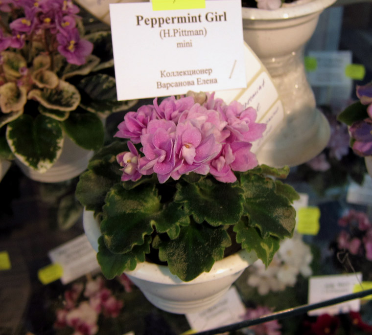 Peppermint-Girl.jpg