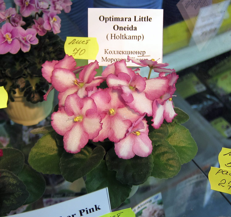 Optimara-Little-Oneida.jpg