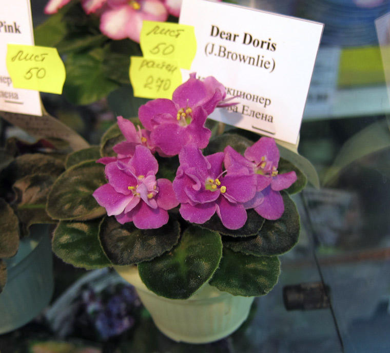 Dear-Doris.jpg