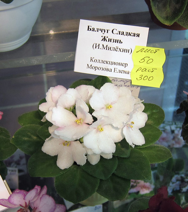 Балчуг-Сладкая-Жизнь_.jpg