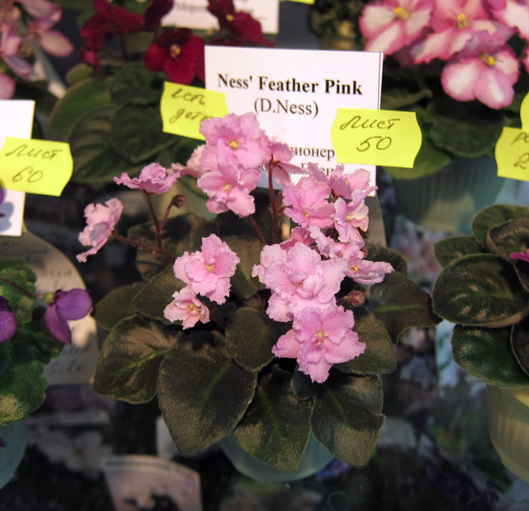 Ness'-Feather-Pink.jpg