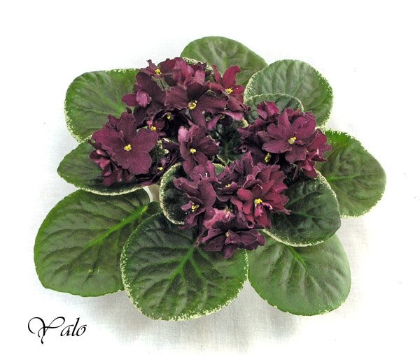 ЛЕ-Король Артур (Е. Лебецкая), колл. О. Артёмова