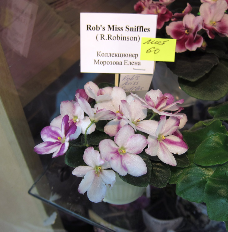 Rob's-Miss-Sniffles.jpg