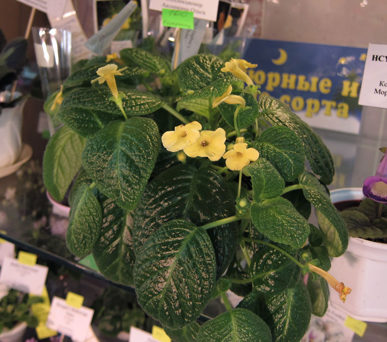Jim's-Daphne's-Choke.jpg
