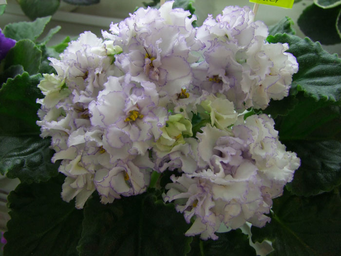 ЛЕ-Выпускница-(Шевич).jpg