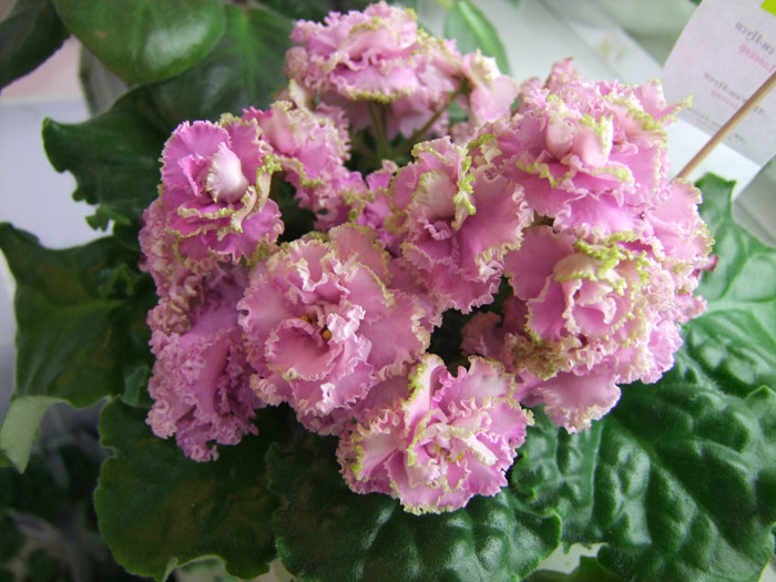 ЛЕ-Уси-Пуси-(Плессер).jpg