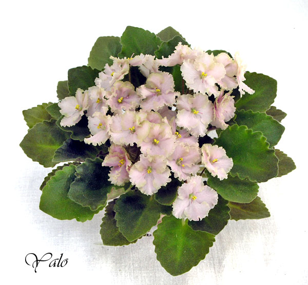 Rob's Antique Rose (R. Robinson), колл. Э. Горяйнова