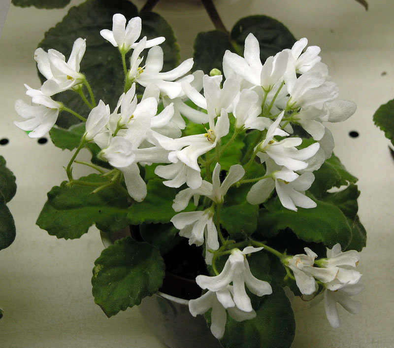 Lunar Lily white