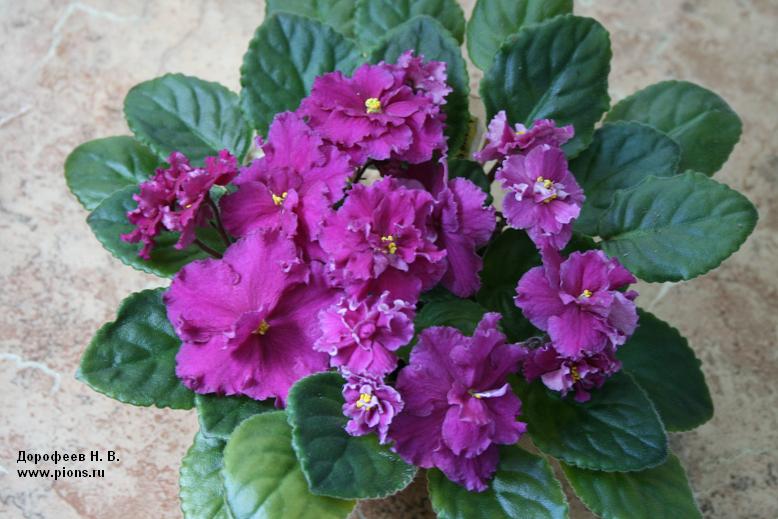 Alamo Frills