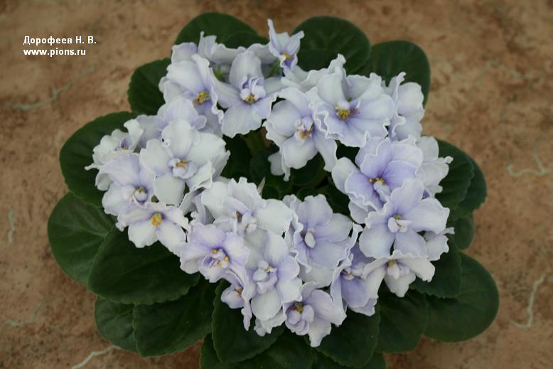 Blue Victoria