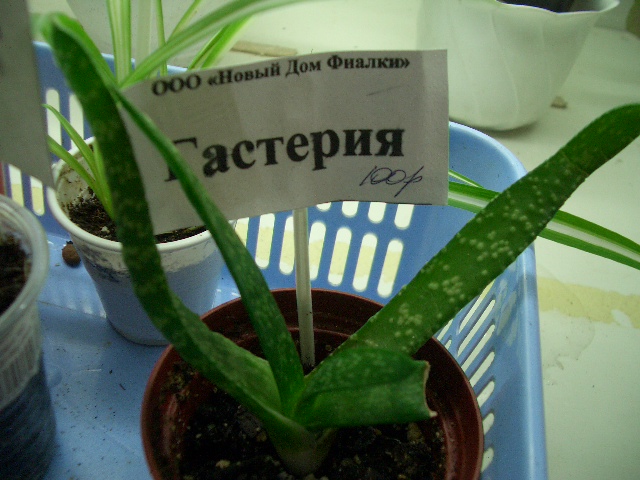 Гастерия.JPG