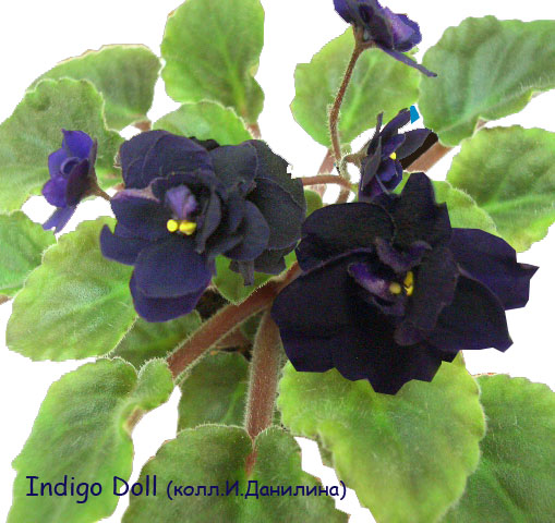 Indigo Doll.jpg