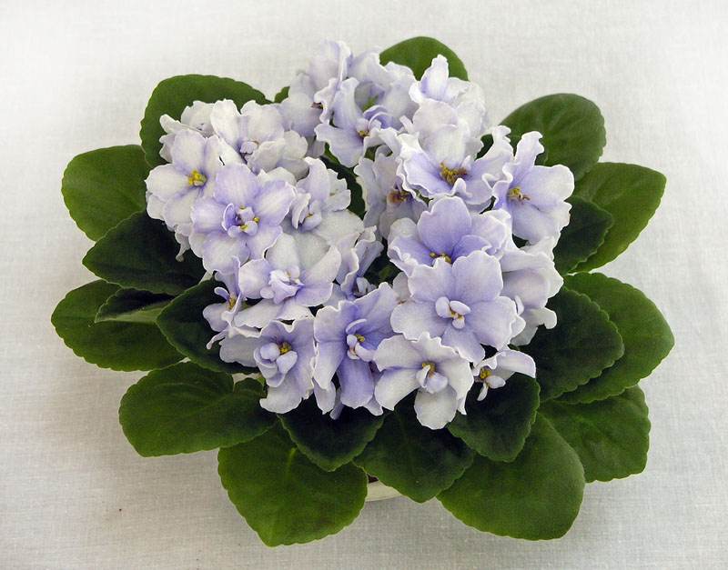 2 место – Blue Victoria (Volkmann), колл. Н. Дорофеев