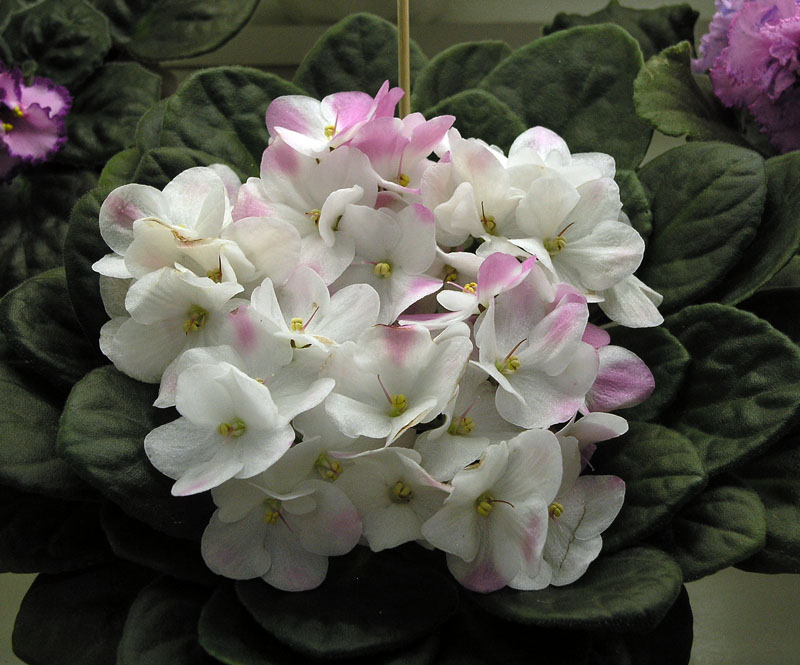 Rhapsodie Rosalie