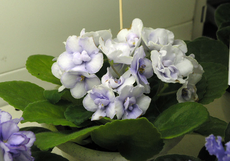 Blue Victoria спорт