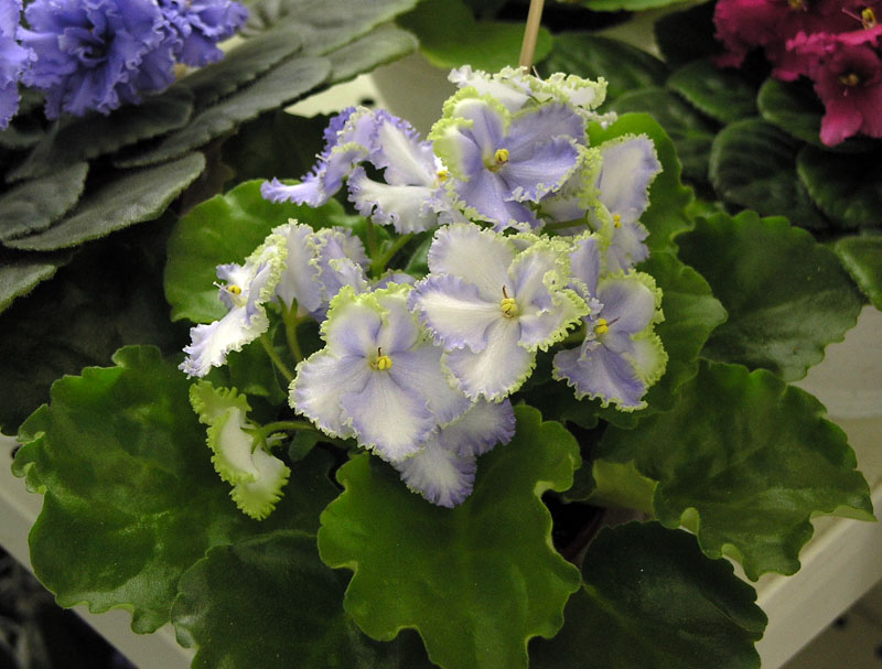 Optimara EverGrace