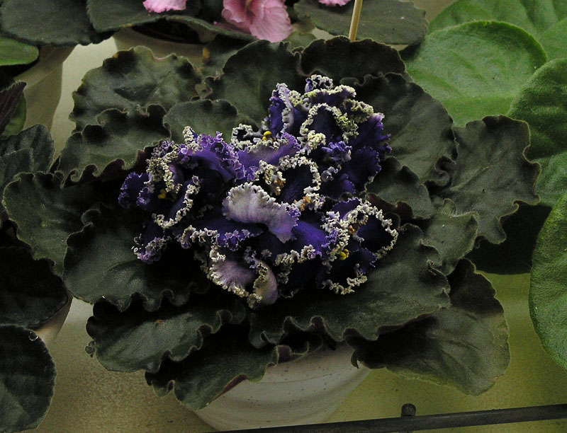 Purple Lace