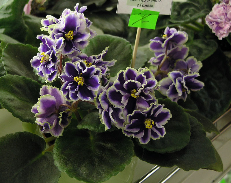Sora Kalissa