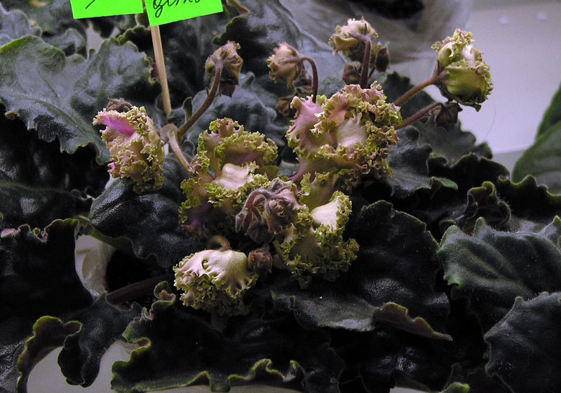 Island Rose