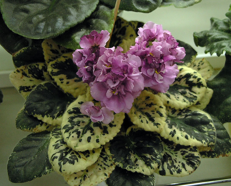 Apache Primrose