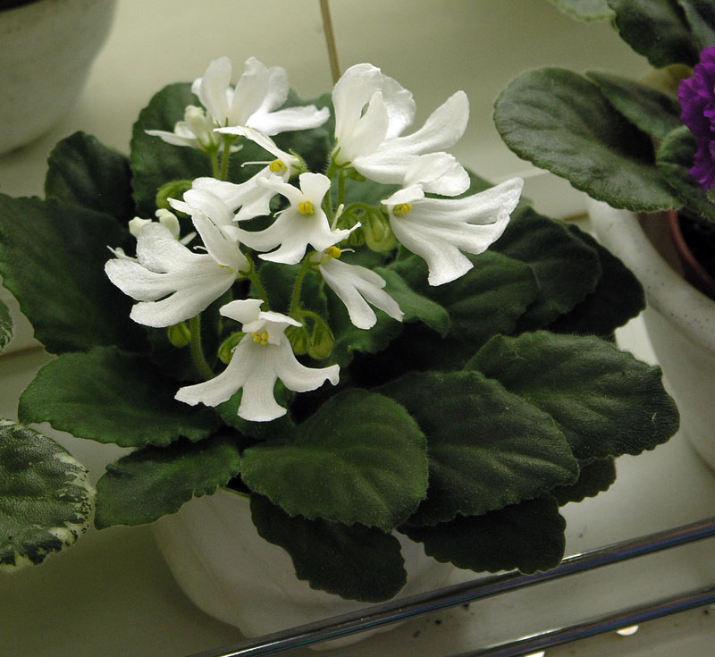 Lunar Lily white