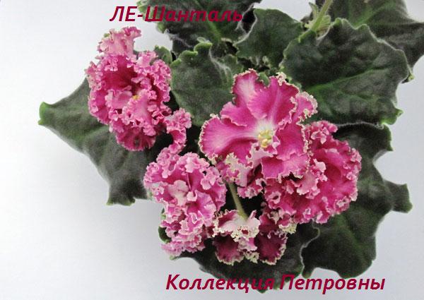 ЛЕ-Шанталь.jpg